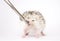 Cute and fun young rodent hedgehog baby background