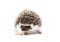 Cute and fun young rodent hedgehog baby background