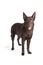 Cute and funny australian Kelpie