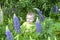 Cute and funny baby in plants. Large and beautiful lupine flowers.