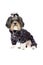 Cute and funny Bichon Havanese dog dressed with warm, winter coat with legs in dark navy blue and pink dots