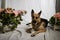 Cute funny big dog near decorations of flower. Pet german shepherd at home before holiday. Strange swiss shepherd dog