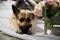 Cute funny big dog near decorations of flower. Pet german shepherd at home before holiday. Strange swiss shepherd dog