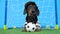 Cute funny black and tan dachshund wearing striped T-shirt, shorts and cap stands at the goal like a football goalkeeper