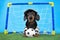 Cute funny black and tan dachshund wearing striped T-shirt, shorts and cap stands at the goal like a football goalkeeper