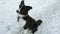 Cute, funny Border Collie puppy sitting in the snow
