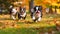 Cute funny Boston Terrier dogs group running and playing on green grass with kids background in park in autum, Generative AI