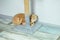 Cute funny British cat lying down on floor near cat scratcher on living room