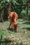 Cute and funny brown cow with little horns standing eating grass outside in the farmland yard. Lonely chewing domestic animal with