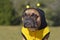 Cute and funny brown French Bulldog dog  dressed up as a bee wearing a black and yellow Halloween costume