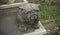 Cute and funny Bulldog sculpture. Statue guardian dog