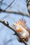 .Cute funny bushy tailed eurasian red squirrel sitting on a tree branch in the winter snow