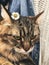 Cute and funny cat with daisy on his ear. Angry tabby maine coon