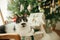 Cute funny cat sitting on stylish christmas gifts on modern chair, relaxing on background of decorated christmas tree. Pet and