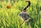 Cute funny cat on a summer sunny garden catches a flying orange butterfly in clear weather hiding in the green grass