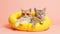 Cute and Funny Cats in Trendy Yellow Sunglasses AI Generated