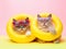 Cute and Funny Cats in Trendy Yellow Sunglasses AI Generated