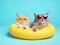 Cute and funny cats in trendy yellow sunglasses sleep in a rubber ring on isolated a pastel background with a copy space.animal