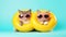 Cute and funny cats in trendy yellow sunglasses sleep in a rubber ring on isolated a pastel background with a copy space.animal