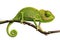 Cute funny chameleon - Chamaeleo calyptratus