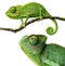 Cute funny chameleon - Chamaeleo calyptratus