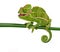Cute funny chameleon - Chamaeleo calyptratus