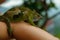 Cute and funny chameleon on female hand