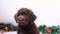 A cute and funny christmas lagotto romagnolo puppy dog with christmas decoration. Christmas concept, postcard. Slow