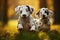 Cute and funny Dalmatian dogs group playing on green grass