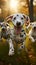 Cute and funny Dalmatian dogs group playing on green grass