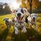 Cute and funny Dalmatian dogs group playing on green grass