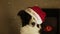 Cute Funny Dog border collie in red christmas hat new year. background fireplace , light, white