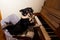 Cute funny dog playing the piano