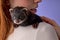 cute funny domestic pet ferret on owner& x27;s shoulders.Woman and pet concept.