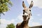 Cute funny donkey outdoors on sunny day. Beautiful pet