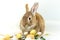 Cute and funny Easter Bunny rabbit with simple white background