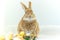 Cute and funny Easter Bunny rabbit with simple white background