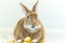 Cute and funny Easter Bunny rabbit with simple white background