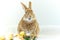 Cute and funny Easter Bunny rabbit with simple white background