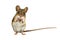 Cute Funny Field Mouse on white background