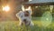 Cute funny friendly little jack russell terrier wagging his tail in the grass and smiling. Close up shot