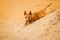 Cute funny ginger bull terrier puppy is lying on the sand on the beach on a summer day