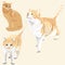 Cute and Funny Ginger Cats