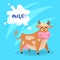 Cute funny ginger cow with milk splash frame. Cartoon vector illustration on blue comic background.