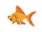 Cute funny goldfish. Little small comic gold fish swimming. Exotic tropical aquarium animal, ornamental fauna. Marine