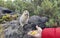 Cute funny gophers in Kamchatka are hand-fed. A young man feeds gophers with sweets from his hand