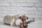 A cute and funny gray decorative rat bites a teddy bear toy by the ear. Rodent close-up portrait