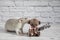 A cute and funny gray decorative rat bites a teddy bear toy by the ear. Rodent close-up portrait