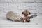 A cute and funny gray decorative rat bites a teddy bear toy by the ear. Rodent close-up portrait