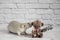 A cute and funny gray decorative rat bites a teddy bear toy by the ear. Rodent close-up portrait